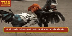 đá gà truyền thống